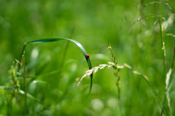 grass in the field with a ladybird