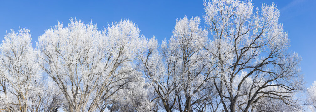 Frost Covered Trees In Winter Against A Blue Sky; Alberta, Canada