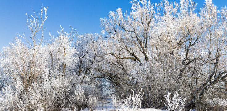 Frost Covered Trees In Winter Against A Blue Sky With Snow On The Ground; Alberta, Canada