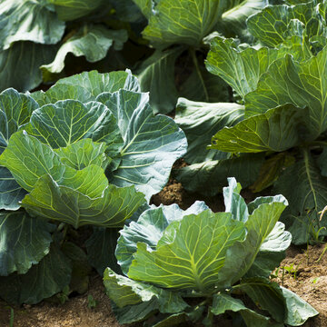 Green Leafy Vegetable Growing In A Garden; Tambon Pa Tueng, Chang Wat Chiang Rai, Thailand