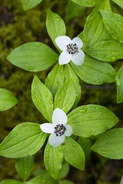 Detail Of Water Droplets On Bright Green Dwarf Dogwood (Cornus Canadensis) Leaves, Two White Flowers Blooming In The Middle, Moose Pass, South-Central Alaska; Alaska, United States Of America