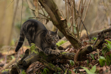 Katze schärft die Krallen