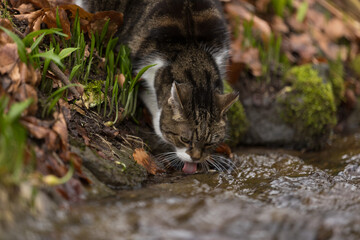 Portrait trinkende Katze am Bach