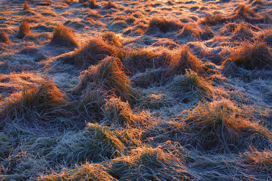 Frosted Tufts Of Field Grass Lit By A Rising Sun; Lower Sackville, Nova Scotia, Canada