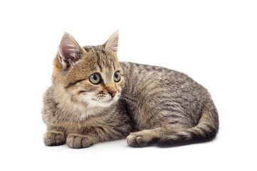Brown little kitten sitting.