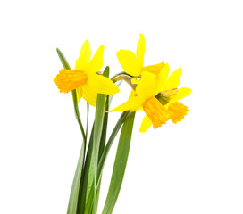 Three yellow beautiful daffodils.