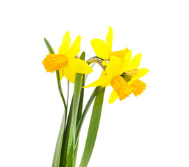Obraz premium Three yellow beautiful daffodils.