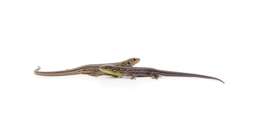 Two little green lizards.