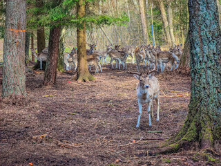 A group of young fallow deer among trees in the forest in wild nature