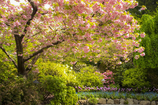 Cherry Blossoms And Flowers At Butchart Gardens; Victoria, British Columbia, Canada