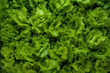 Lettuce, generative ai, Fresh tasty vegetables, Fresh ingredients, cooking ingredients