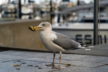 Baltic Sea Impressions