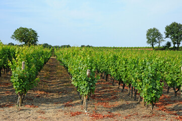 Fototapeta na wymiar the vineyard of Sauternais in summer