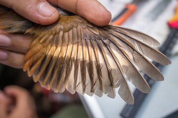 Measuring a Bird’s wing and tail which is being held in a person's hand for research, Amazon...
