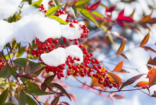Red Berries On An Autumn Coloured Tree With Clumps Of Snow On The Branches; Walnut Grove, British Columbia, Canada