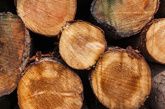 The ends of cut logs in a pile; Rothbury, Northumberland, England