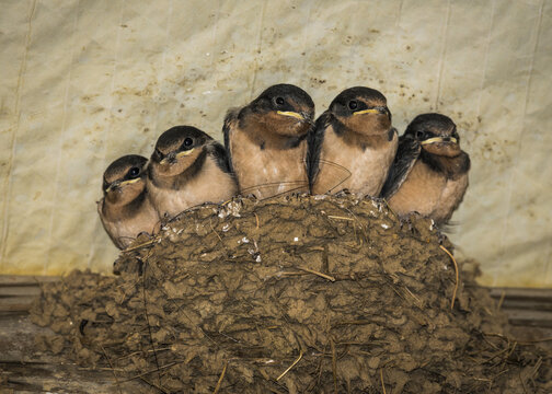 Fledgling Barn Swallows (Hirundo rustica) prepare to leave a crowded nest; Astoria, Oregon, United States of America
