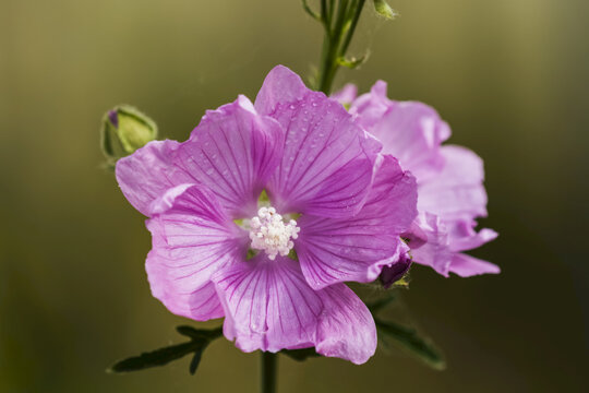 Sidalcea blooms in a flower garden; Astoria, Oregon, United States of America