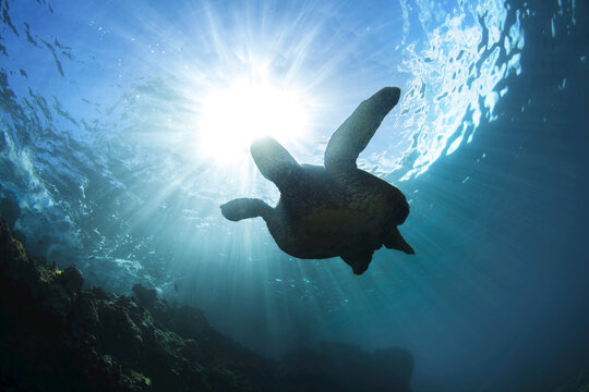 An underwater view of a Hawaiian Green Sea Turtle (Chelonia mydas); Makena, Maui, Hawaii, United States of America
