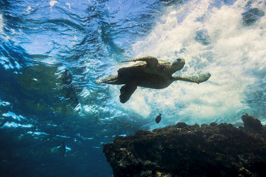 An underwater view of a Hawaiian Green Sea Turtle (Chelonia mydas); Makena, Maui, Hawaii, United States of America