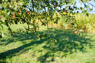 Apfel und Apfelbäume