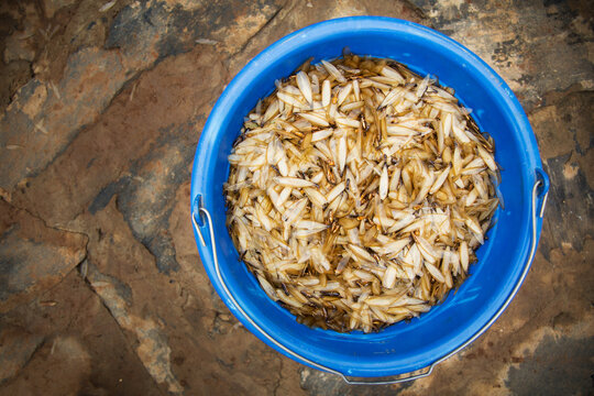 A blue pail full of White ants (Isoptera); Gulu, Uganda