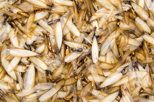 White ants (Isoptera); Gulu, Uganda