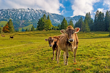 Allgäu - Kühe - Lustig - Herbt - Kälbchen - Alpen
