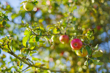 Apfel und Apfelbäume
