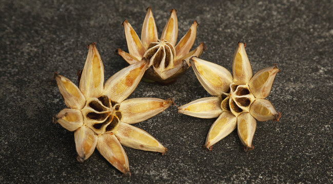 Close-up of three open seed pods from an Autograph Tree (Clusia rosea) against a dark concrete background; Pahoa, Island of Hawaii, Hawaii, United States of America