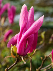 Frühling im Münsterland