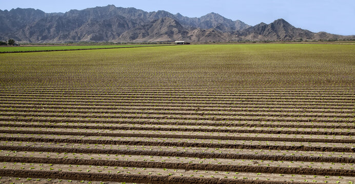 Young lettuce plants in raised rows with farm buildings and jagged mountains beyond, Dome Valley, near Yuma; Arizona, United States of America