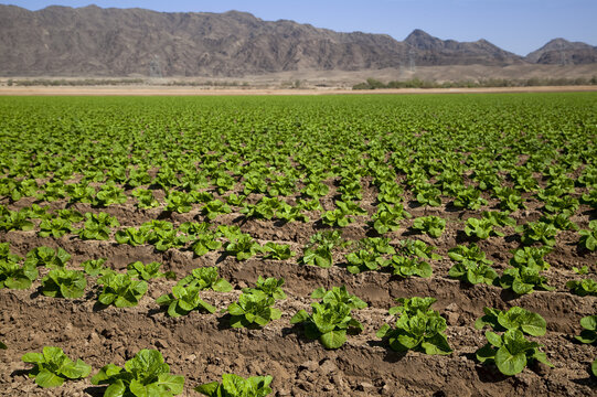 Rows of maturing Boston lettuce heads with mountains beyond, Dome Valley, near Yuma; Arizona, United States of America