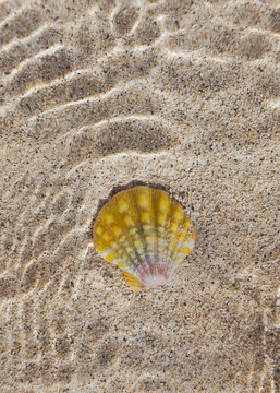 A hawaiian orange sunrise shell (pecten scallop) found in a sandy tide pool at the beach, North Shore; Oahu, Hawaii, United States of America