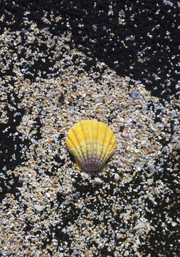A hawaiian orange sunrise shell (pecten scallop) on a black sandy lava rock at the beach, North Shore of Oahu; Honolulu, Oahu, Hawaii, United States of America