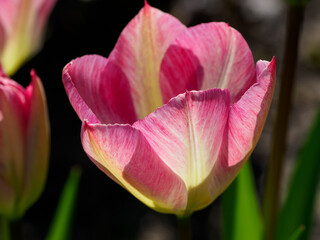 Fr&uuml;hling im M&uuml;nsterland