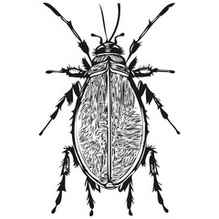 bug on white background, hand draw illustration bugs