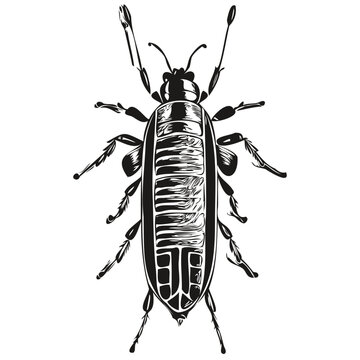 bug  vintage illustration, black and white vector art bugs