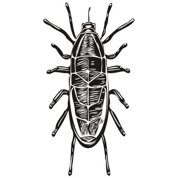 bug on white background, hand draw illustration bugs