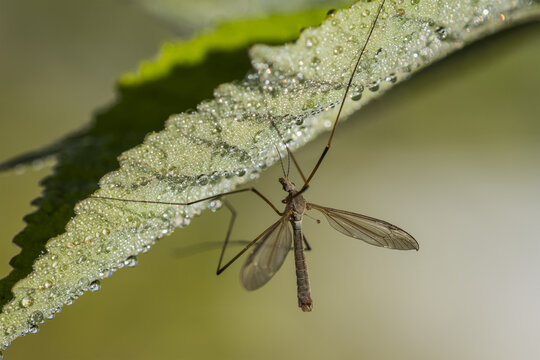 Crane Fly (Tipulidae) hangs from a leaf in a garden; Astoria, Oregon, United States of America
