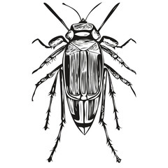 Hand drawn bug on a white background, bugs