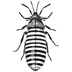 Black and white linear paint draw bug vector illustration bugs