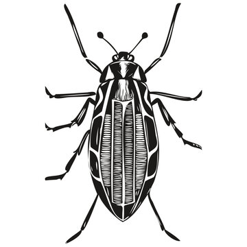 Vintage engrave isolated bug illustration cut ink sketch bugs