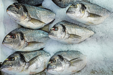 Fresh and raw (bream fish) gilt-head bream fishes for sale at the market on ice     