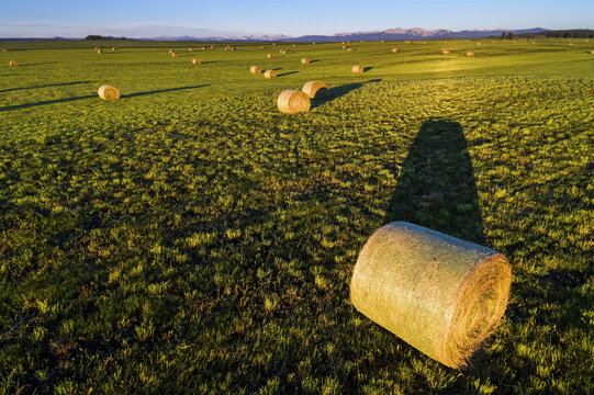 Hale bales at sunrise in a cut field with foothills and mountain range in the distance and blue sky, West of Calgary; Alberta, Canada