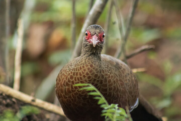 red spurfowl bird