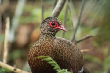 red spurfowl bird