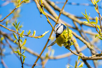 Blaumeise vor blauem Himmel auf einem Ast im Frühling