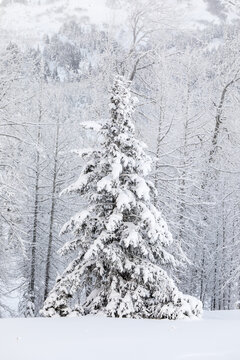 A single Spruce tree covered in fresh snow in front of a birch tree forest blanketed in white snow, Turnagain Pass, Kenai Peninsula, South-central Alaska; Alaska, United States of America