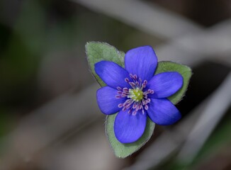 Hepatica Nobilis - Liverwort: the messenger of spring, a blue flower that can help the liver and gall bladder.